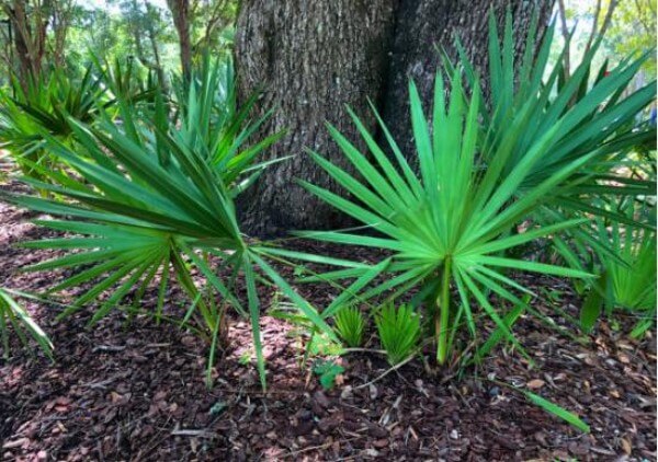 serenoa repens