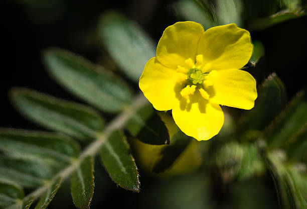 Tribulus Terrestris 